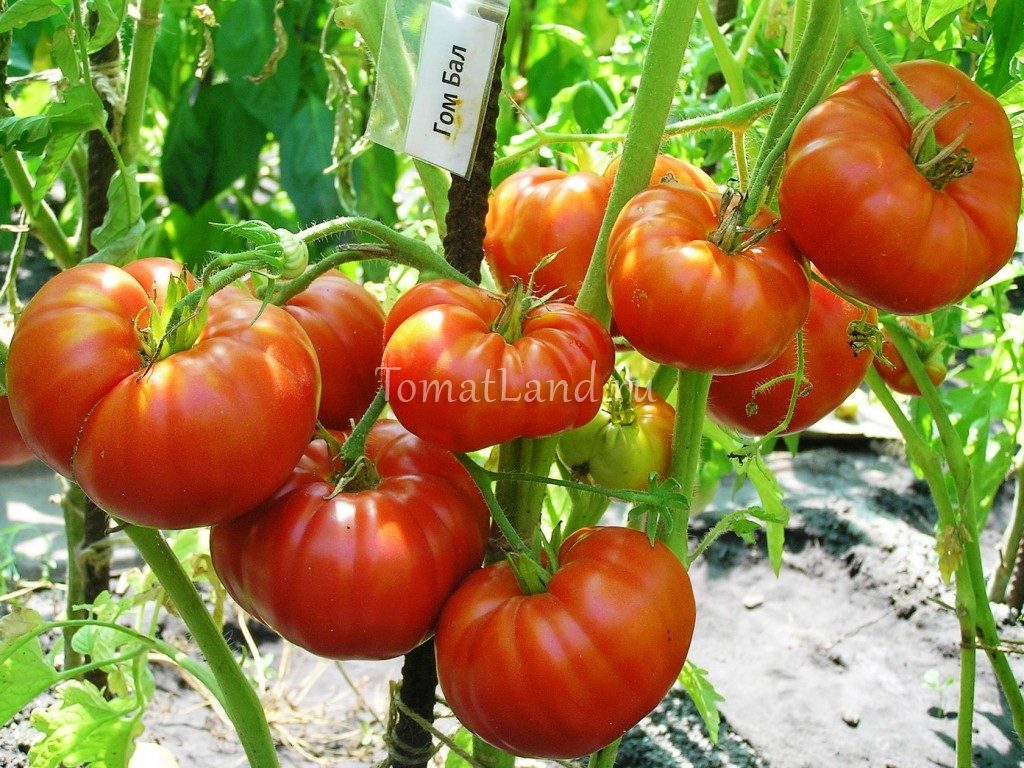 Die süßesten Tomatensorten für Freiland