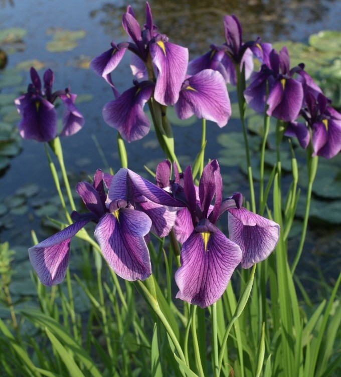 Schwert-Iris: Pflanzung und Pflege