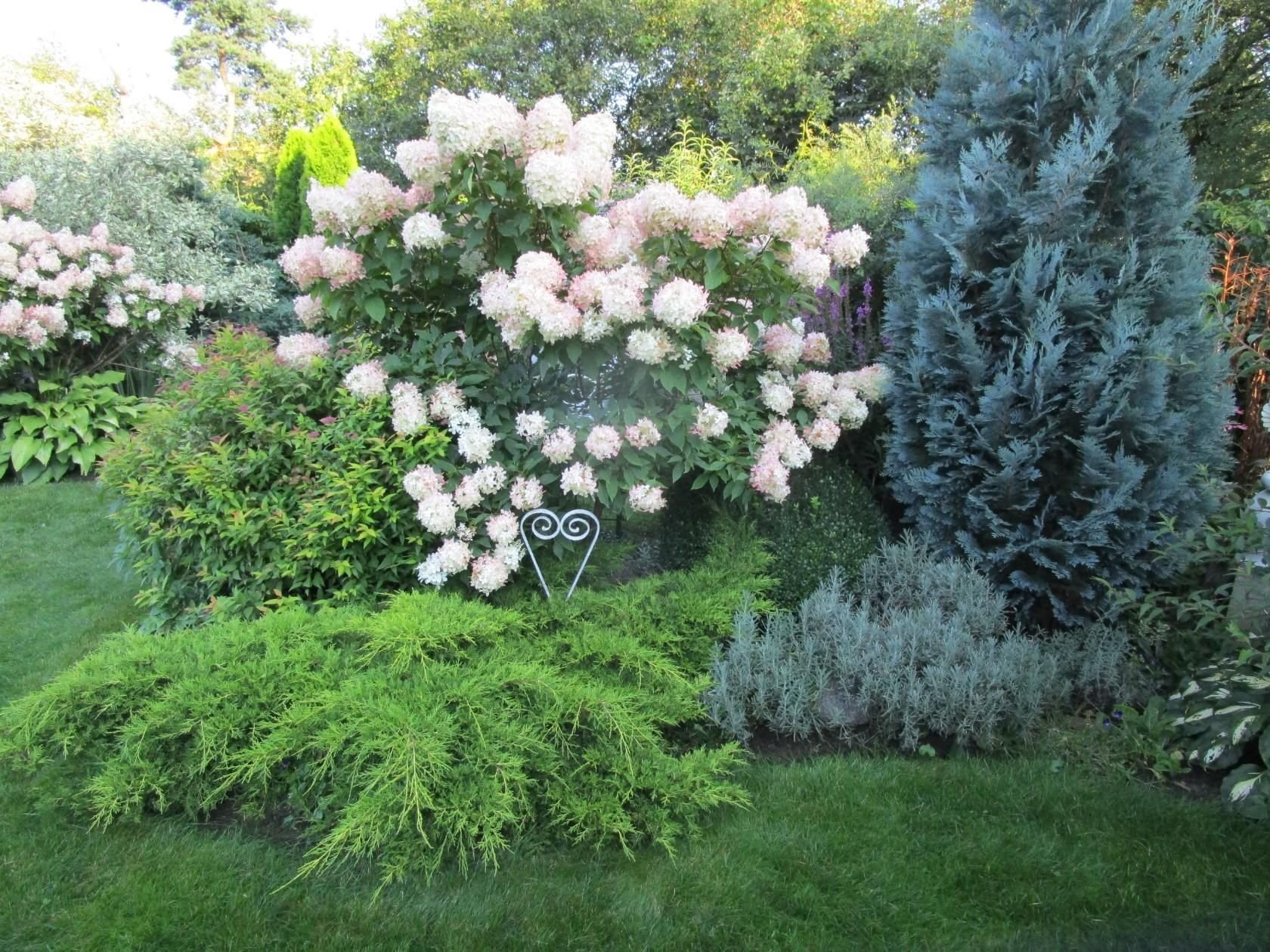 Sinfonie im Garten: Warum Hortensie und Wacholder die ideale Kombination sind