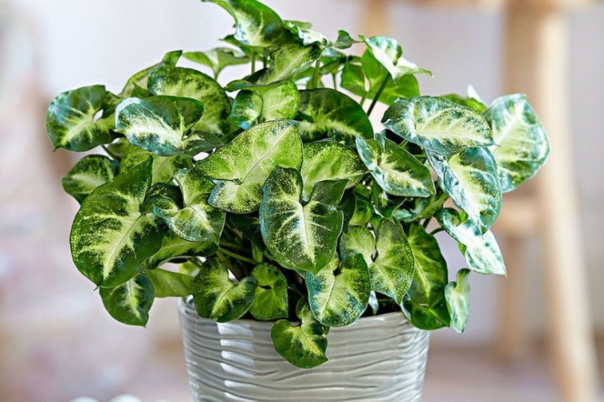 Syngonium: Pflege zu Hause und Vermehrung