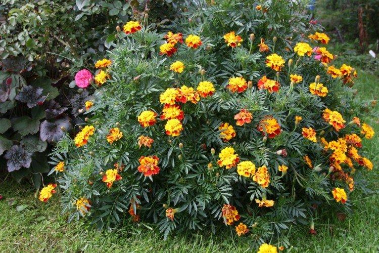 Hohe und niedrige Tagetes