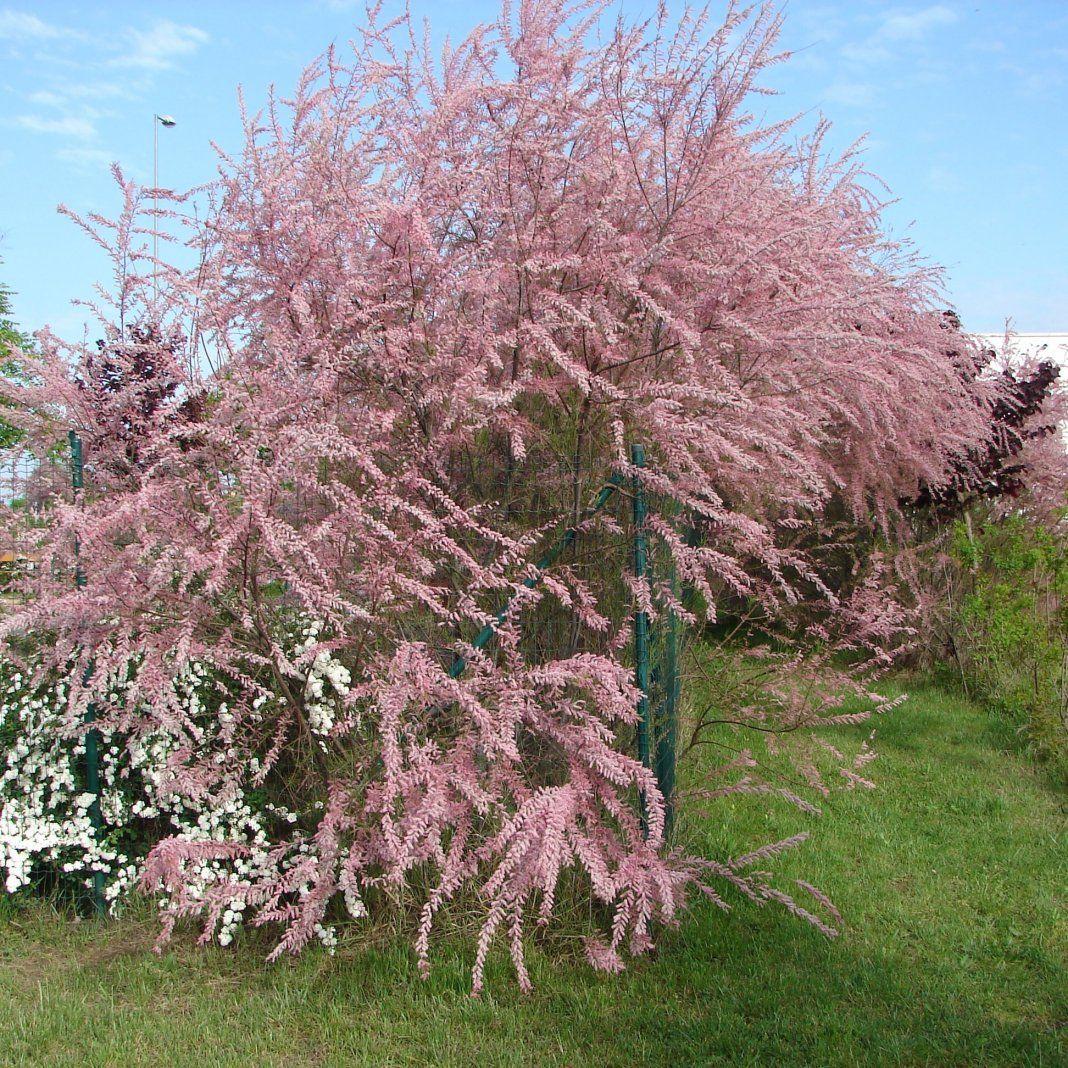 Zweigige Tamariske: Pflanzung und Pflege