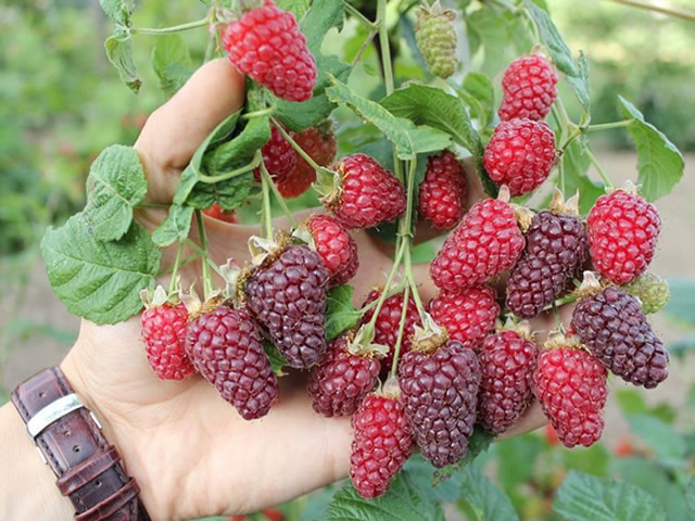 Tayberry: Pflanzung und Pflege