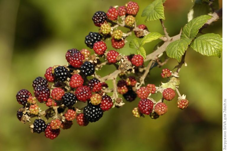 Vermehrung der dornenlosen Brombeere