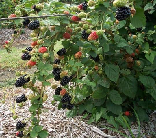 Dornenlose Gartenbrombeeren: Pflanzung und Pflege