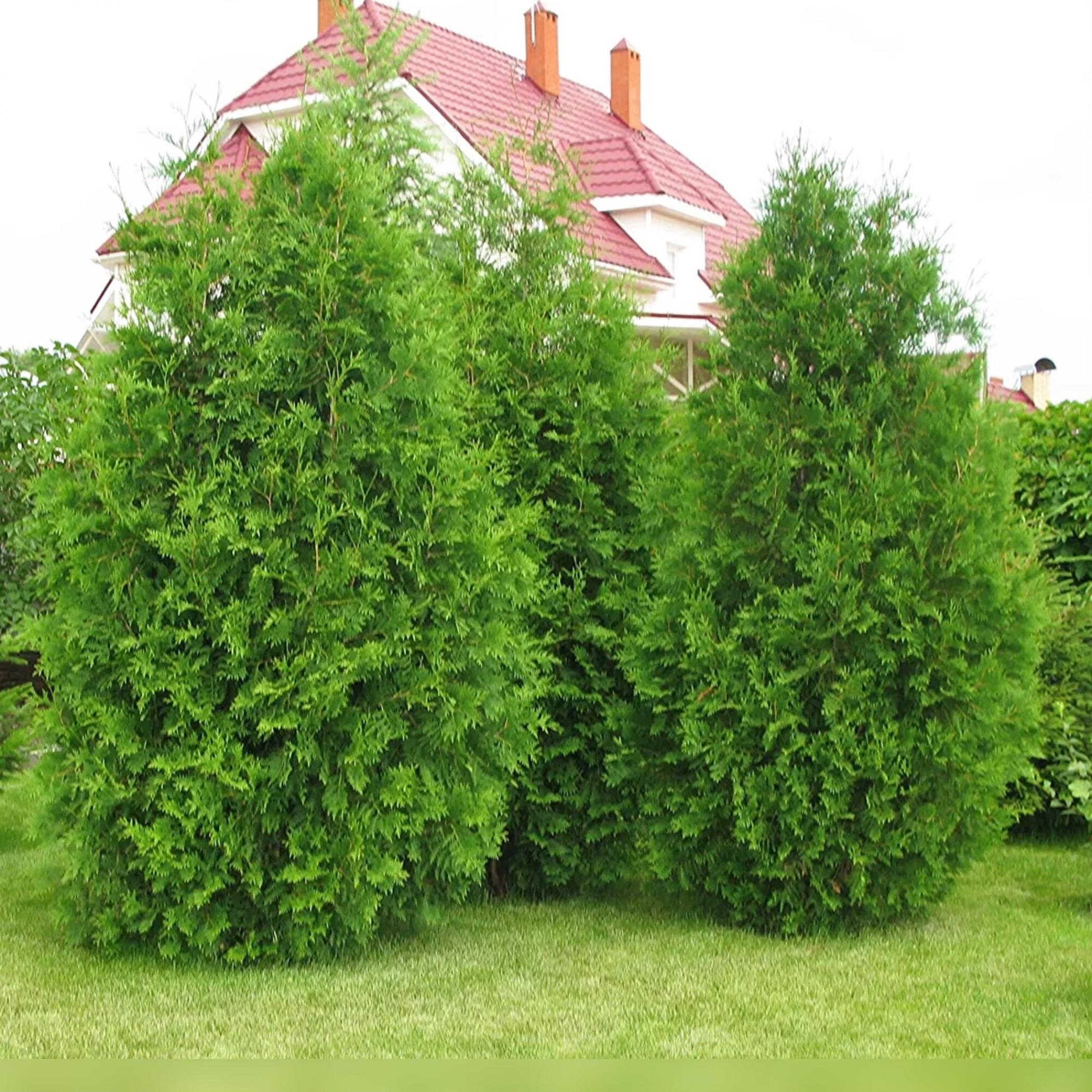 Thuja Brabant Höhe der ausgewachsenen Pflanze