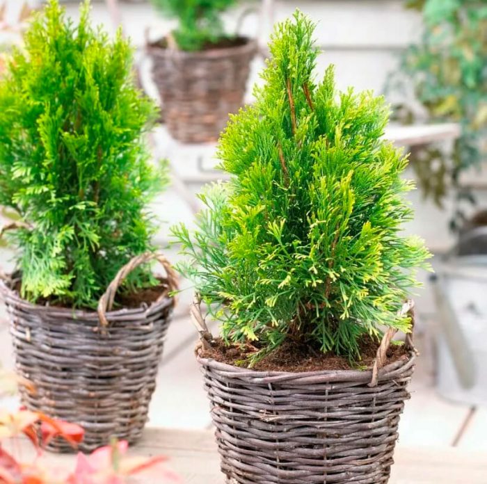 Thuja-Pflege und -Anbau in Innenräumen