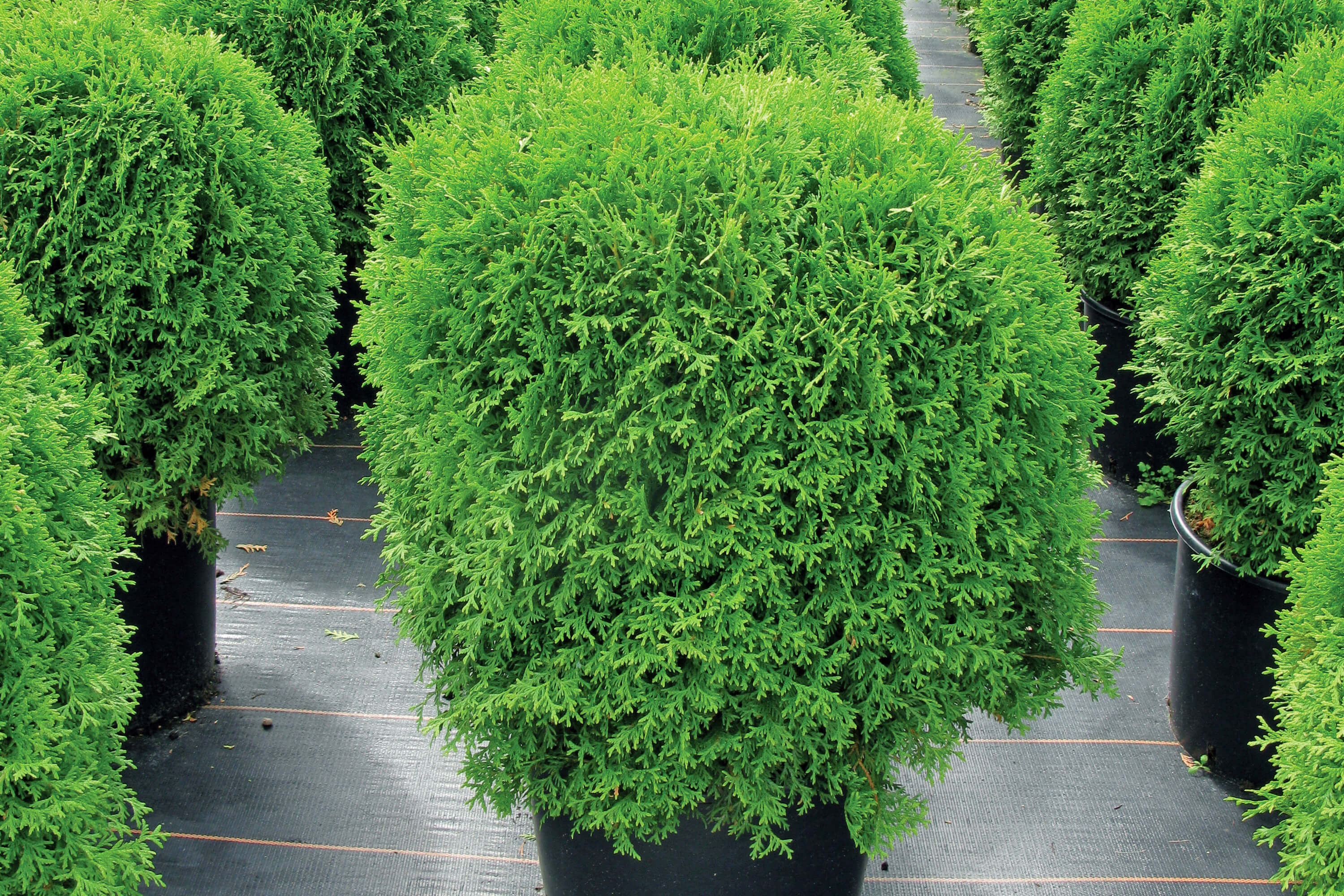 Thuja: Pflege und Anbau im Garten