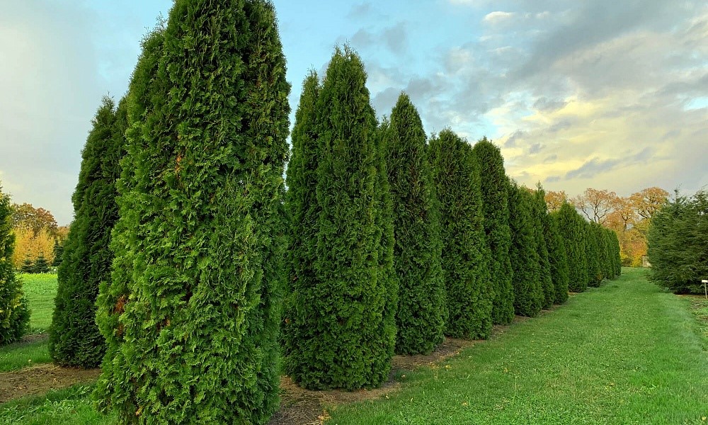 Thuja Columna: Beschreibung, Pflanzung und Pflege