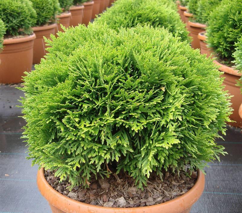 Thuja occidentalis Danika – Pflanzung und Pflege