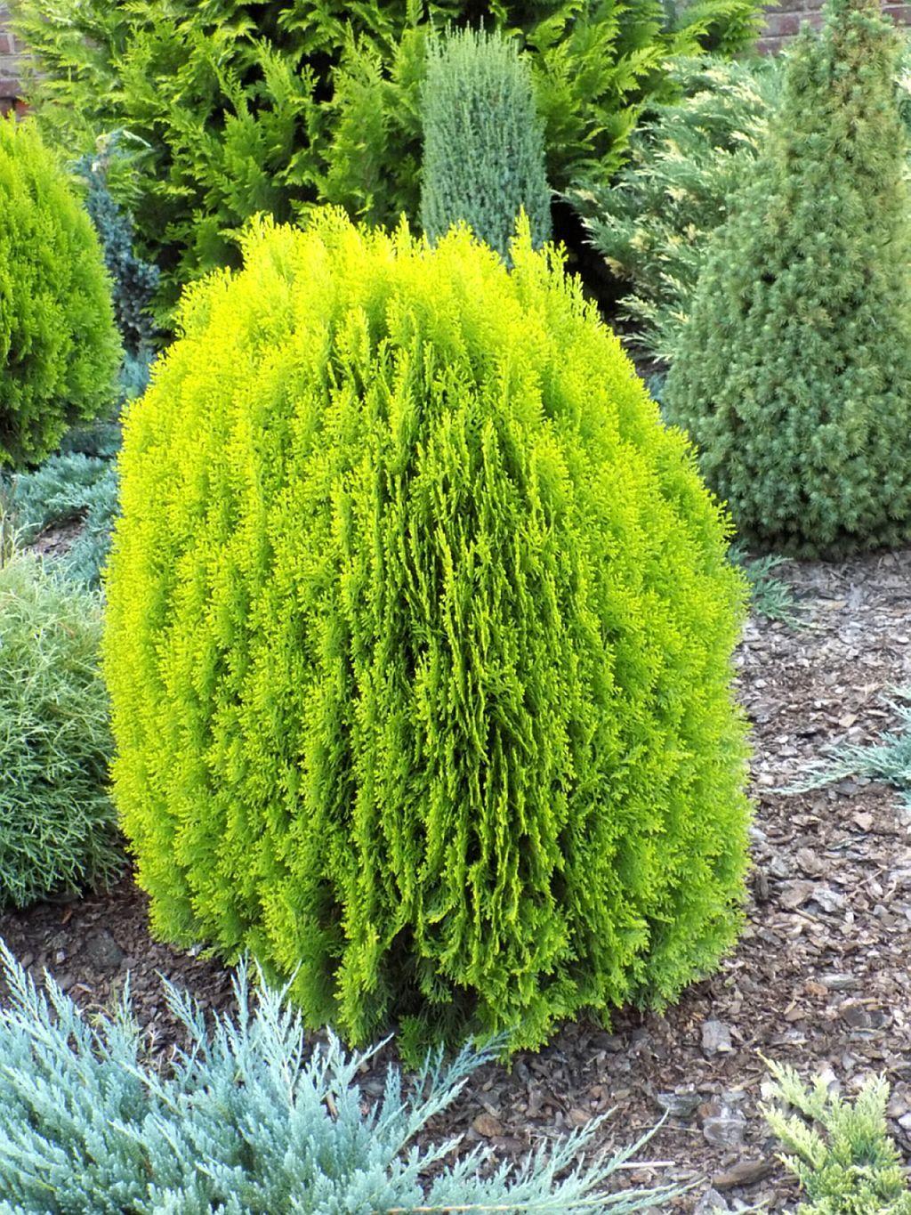 Thuja orientalis 'Aurea Nana' Pflanzung und Pflege