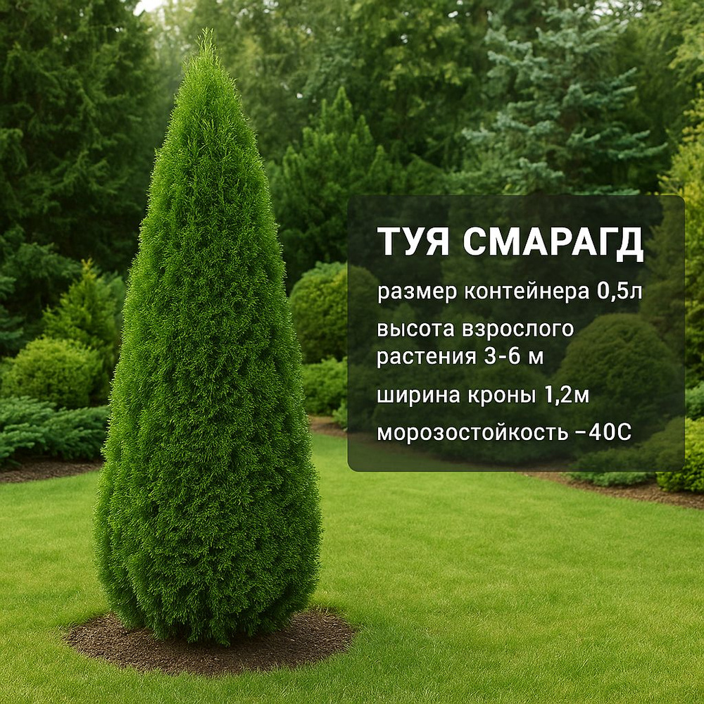 Wie pflegen Sie die Thuja-Pflanze?