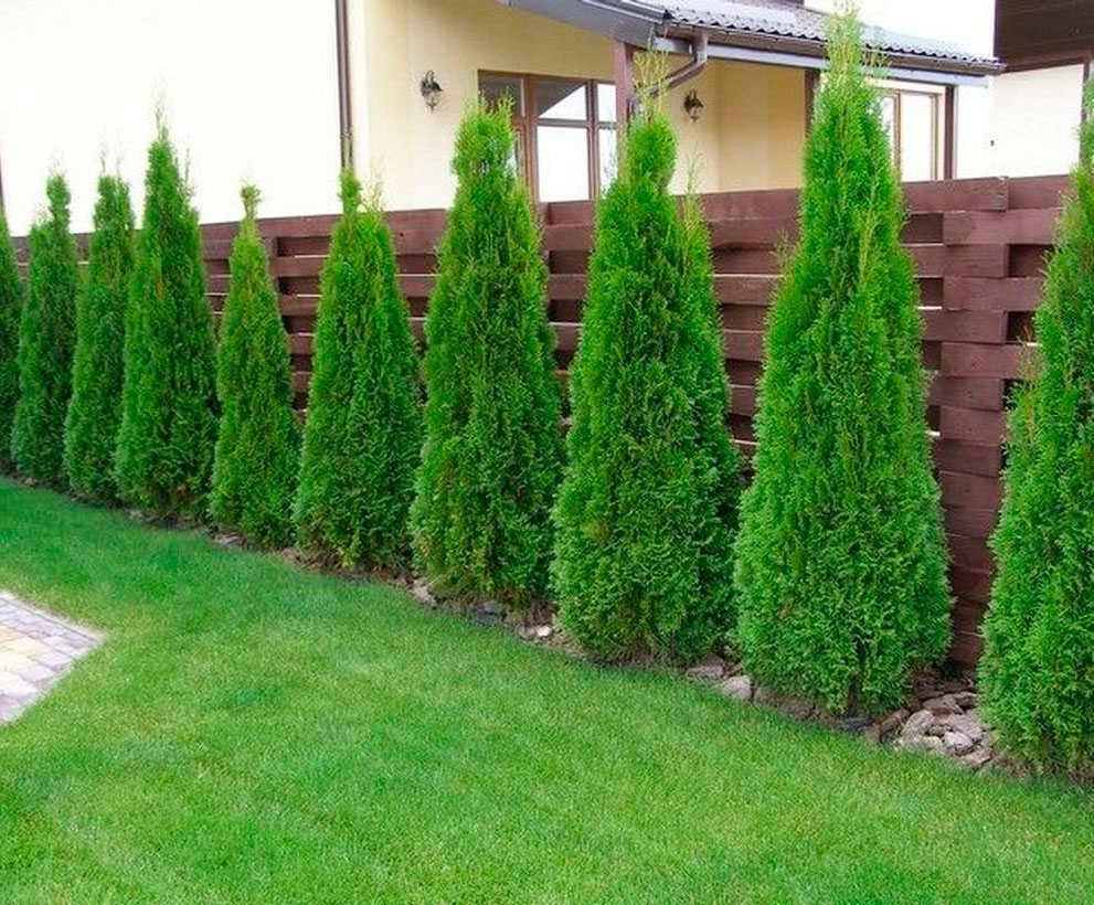 Thuja pflanzen und pflegen im Freien