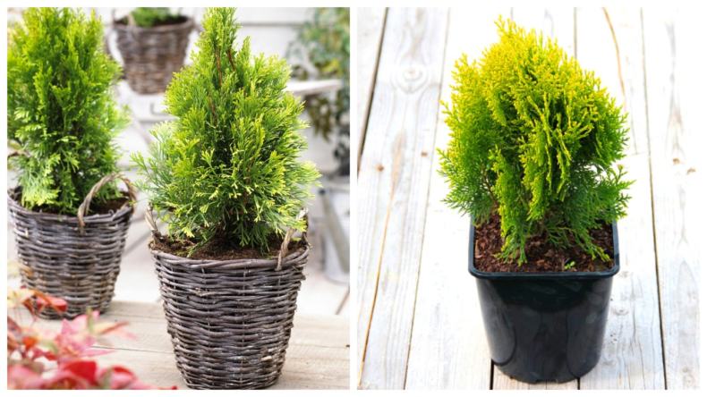 Vermehrung von Thuja durch Samen zu Hause