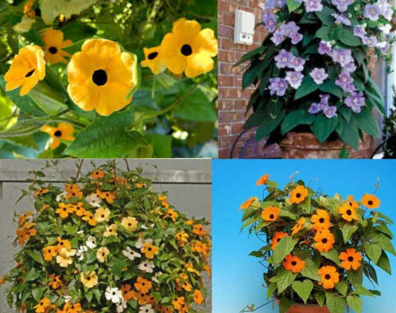 Thunbergia: Anzucht aus Samen