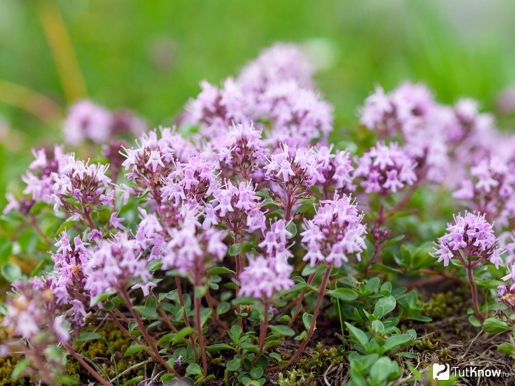 Thymian: Anbau und Pflege im Freiland