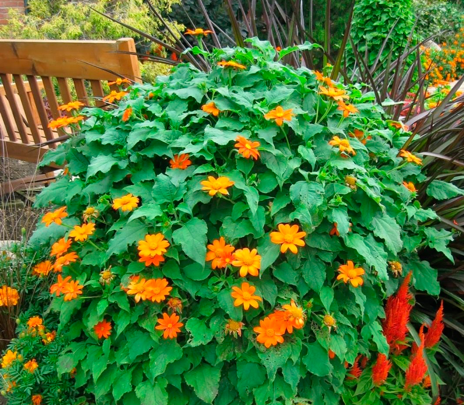Tithonia: Anzucht aus Samen – wann säen?