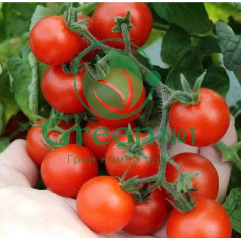 Tomate Pinocchio: Anbau auf der Fensterbank