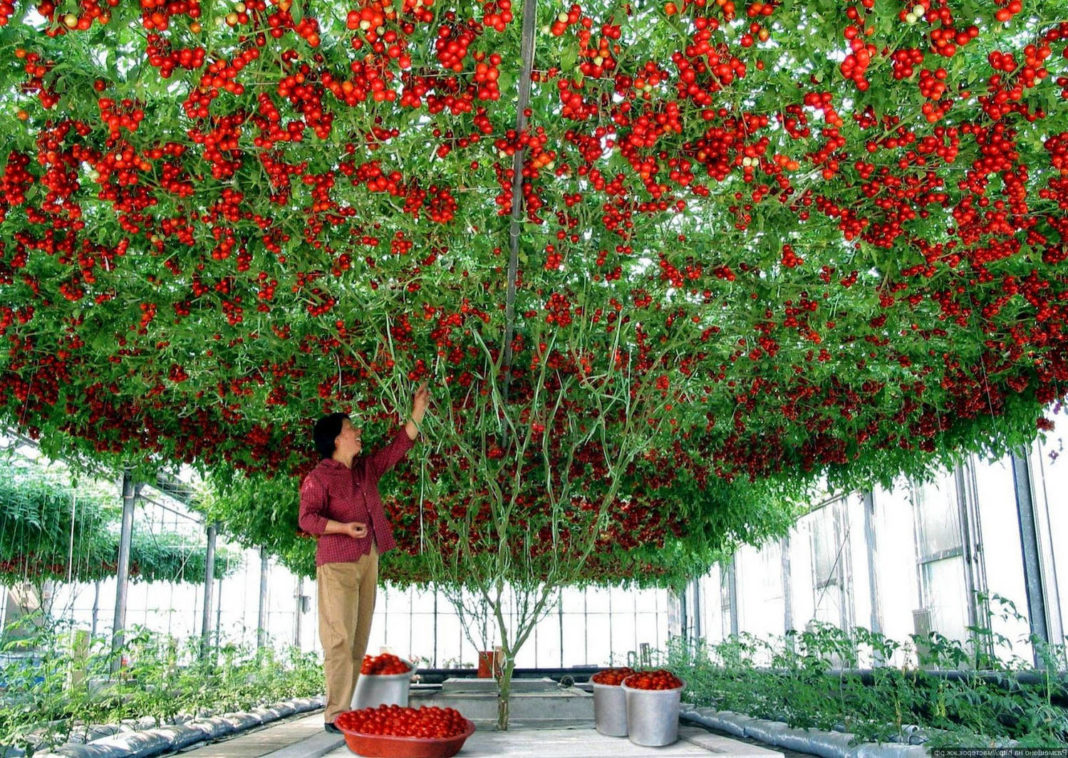 Tomatenbaum Sprut F1 im Freiland