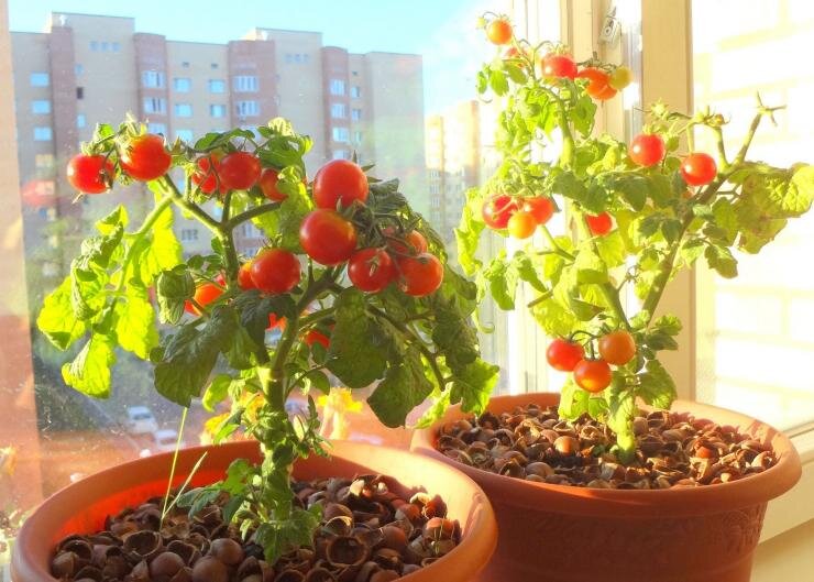 Tomatensorten für den Anbau auf der Fensterbank im Winter