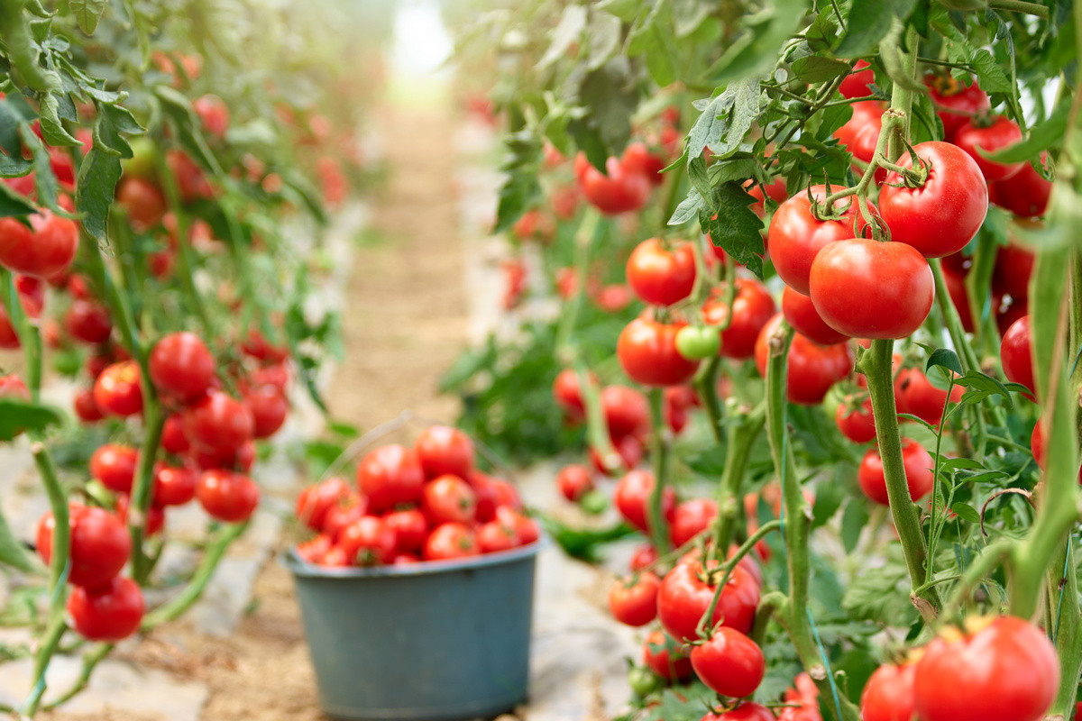 Tomaten im Freiland für Anfänger