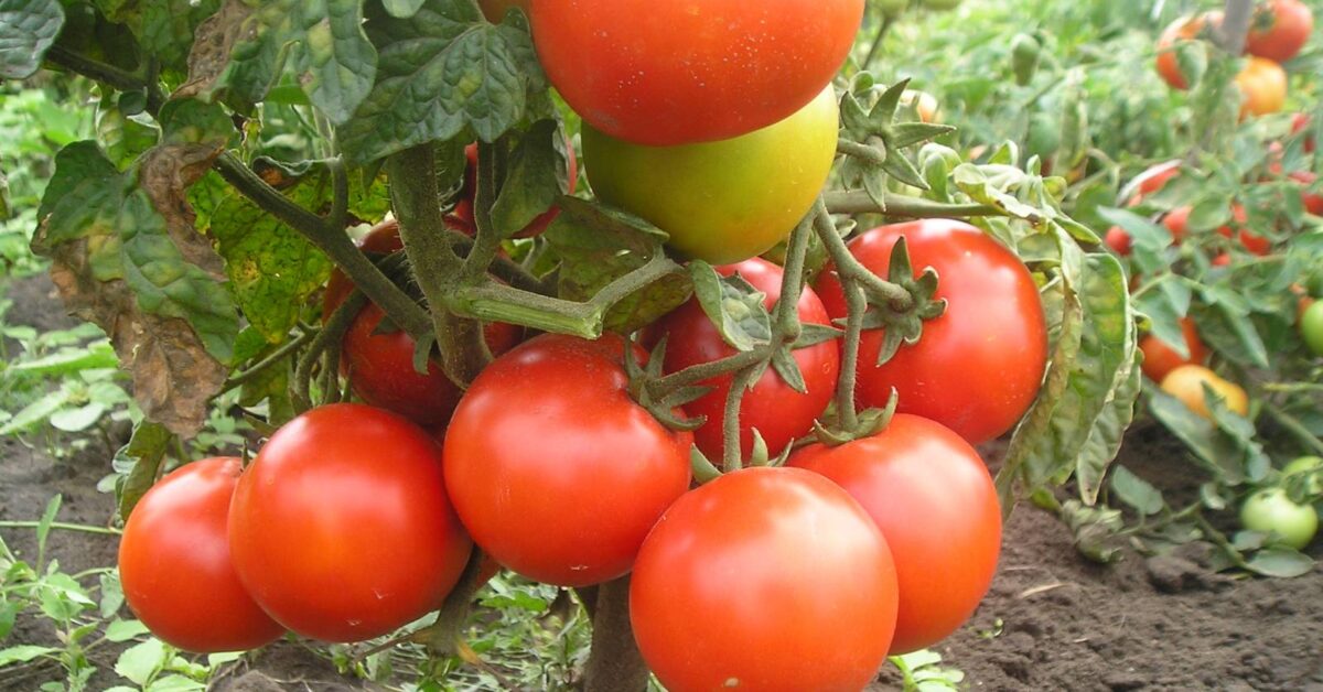 Tomaten, die kein Ausgeizen benötigen, für den Freilandanbau