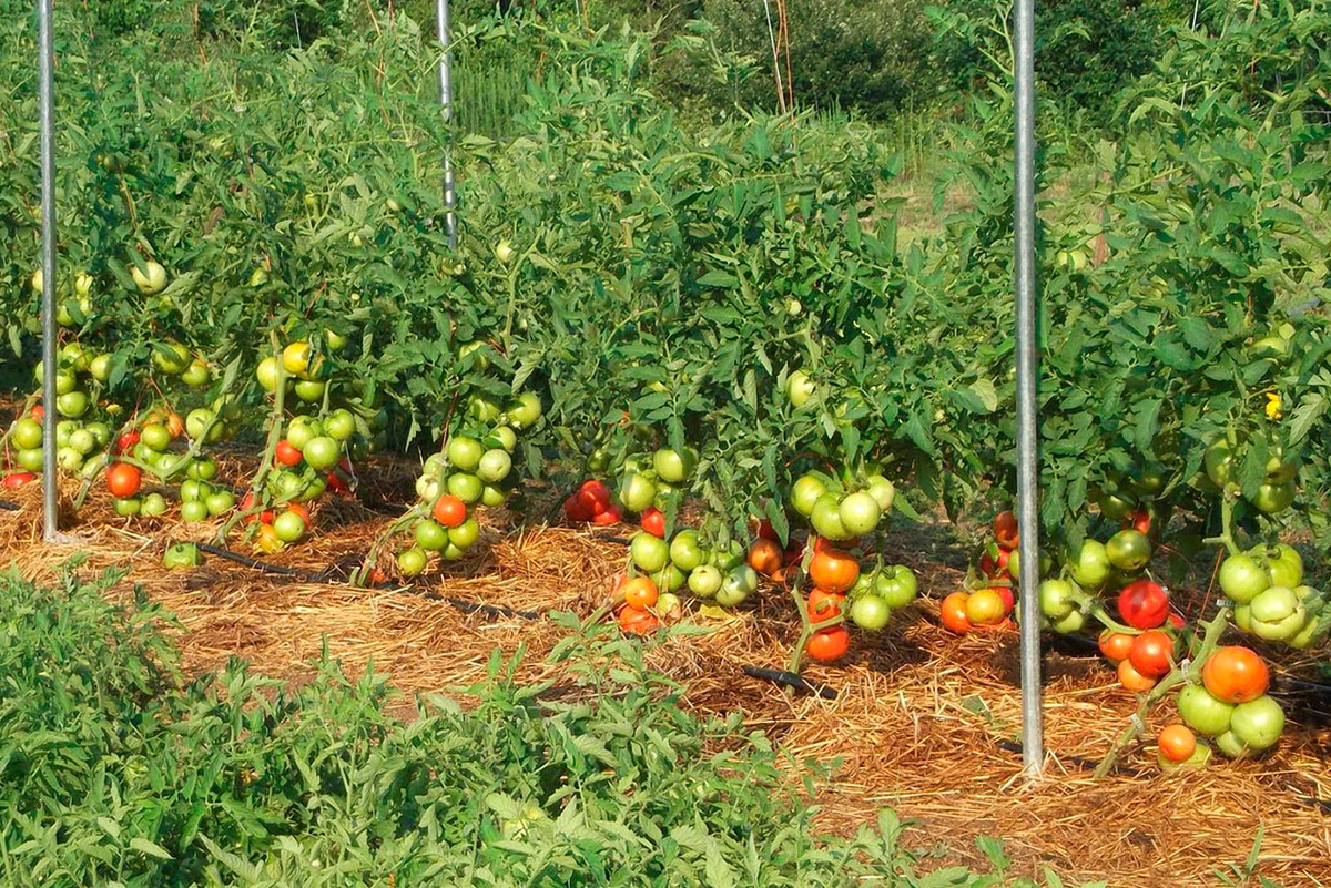 Tomaten pflanzen und pflegen im Freiland