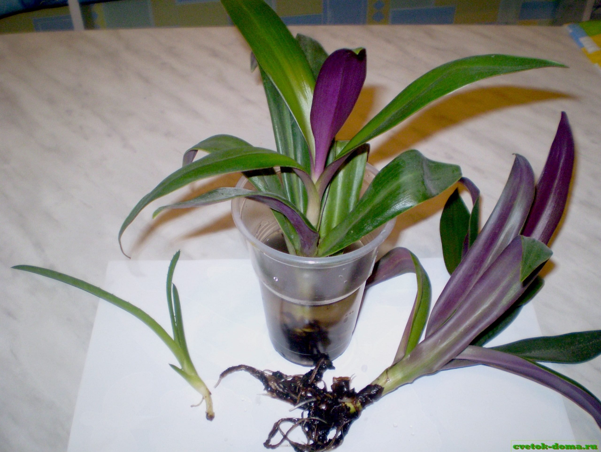 Vermehrung von Tradescantia reo