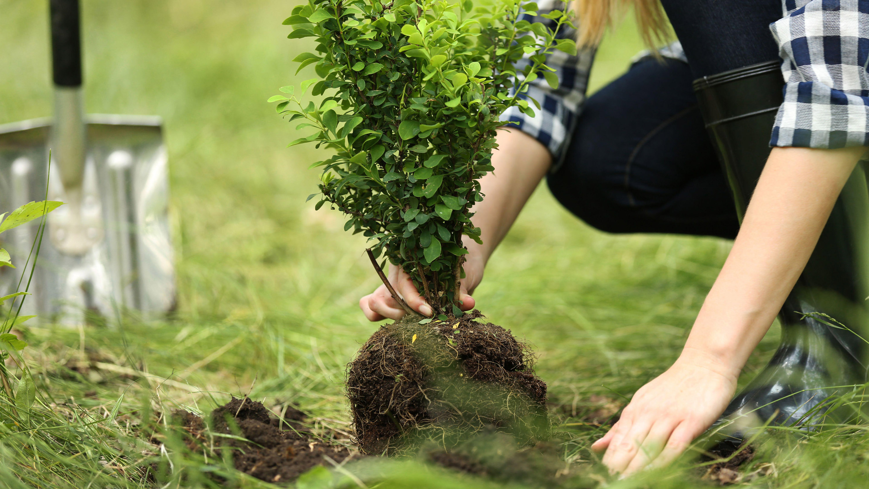 Pflanzung von Bäumen im Frühling – Tipps vom Experten