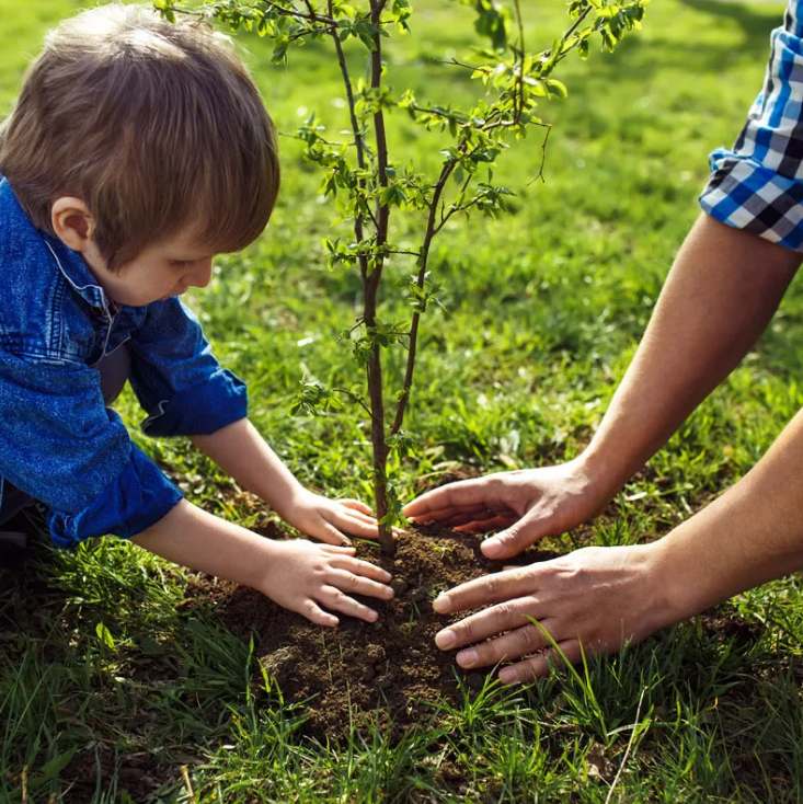 Baumpflanzung und Gartenbewässerung