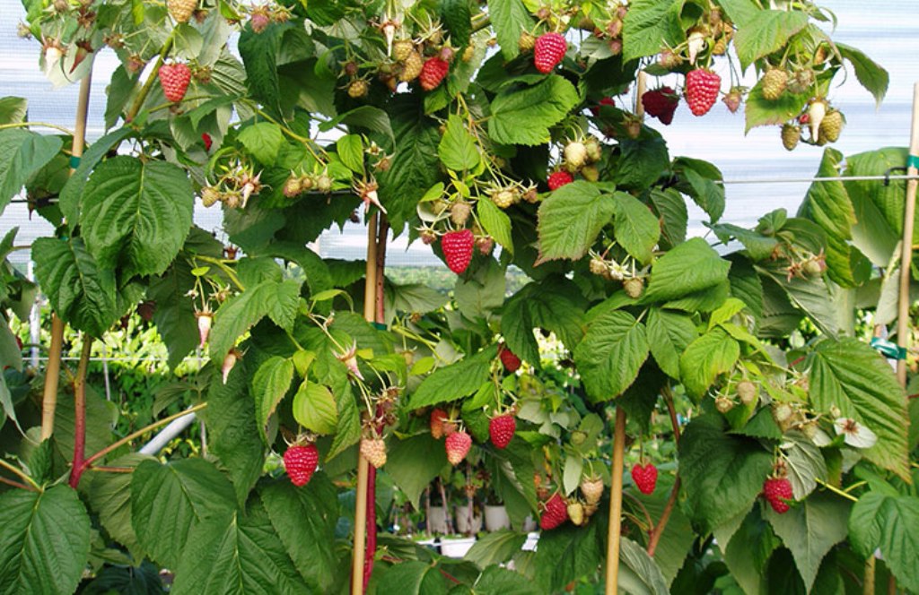 Baumhimbeere pflanzen und pflegen