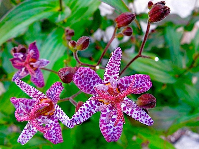 Tricyrtis: Pflanzen und Pflege im Freiland