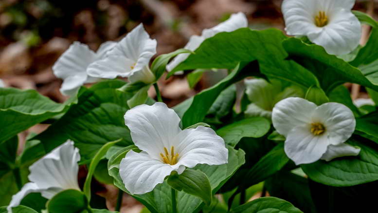 Trillium grandiflorum – Pflanzen und Pflege