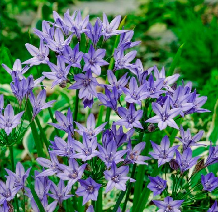 Triteleia Rudi pflanzen und pflegen
