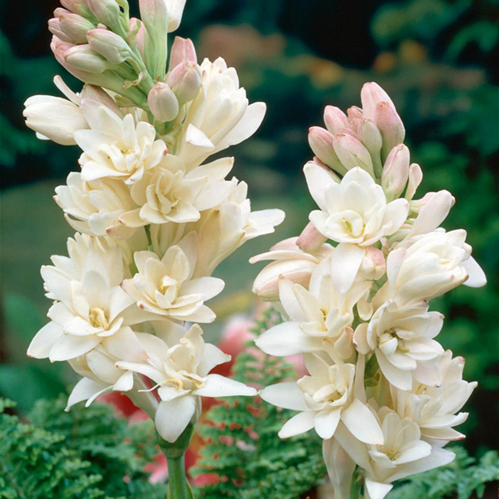 Die Tuberose – duftende Zartheit