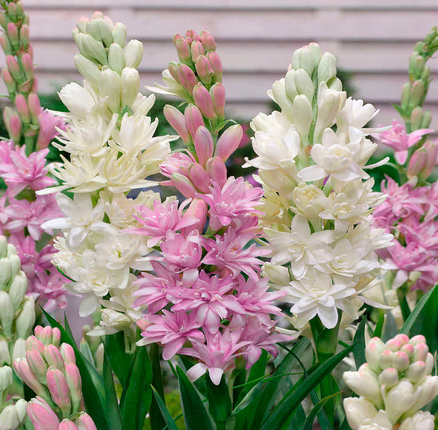 Tuberose: Pflanzung und Pflege im Freiland