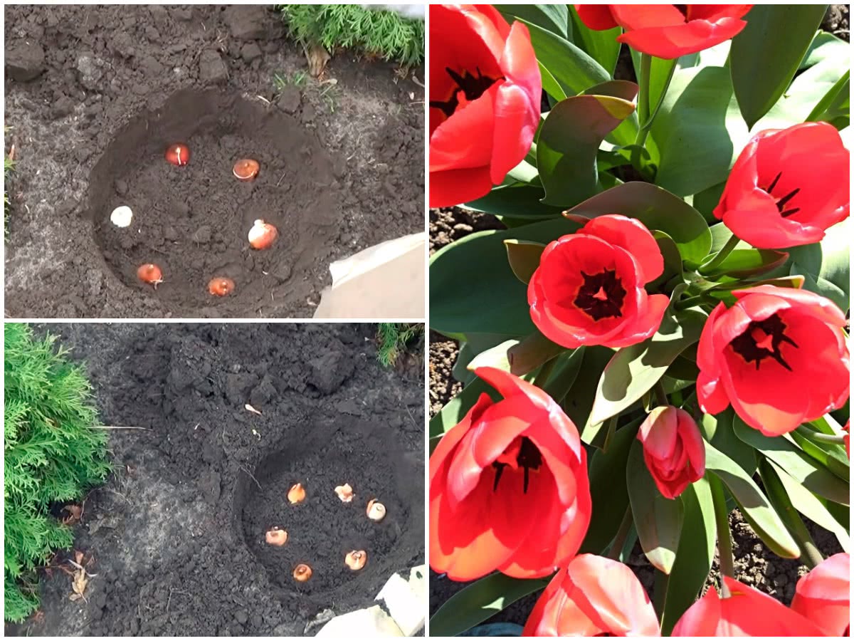 Pflanzung von Tulpen und Narzissen im Herbst