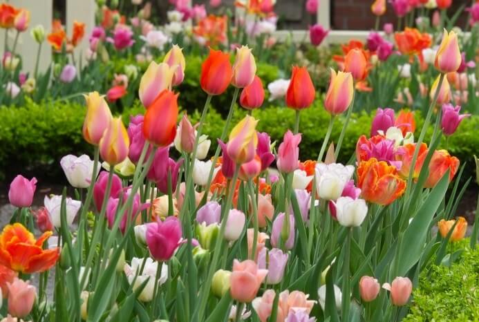 Pflanzung und Pflege von Tulpen