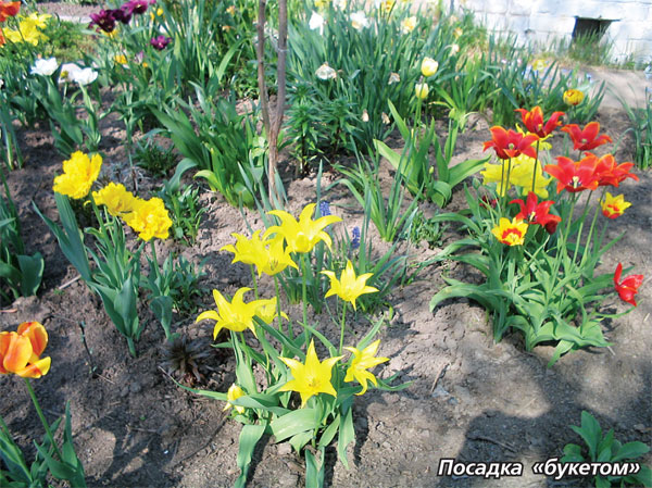 Pflanzung von Tulpen im August