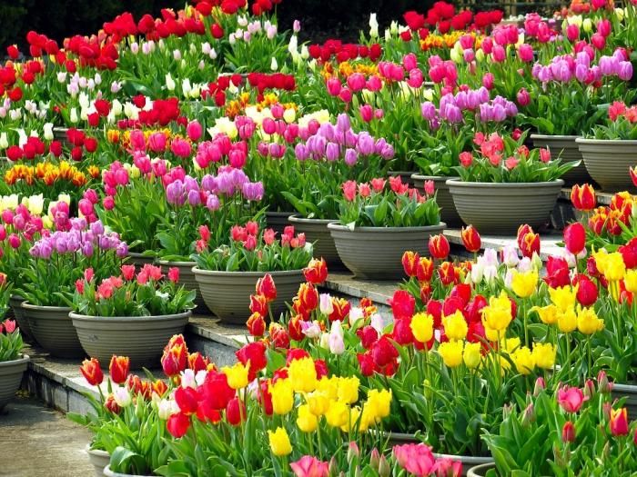 Pflanzung von Tulpen im Frühling: Wann und wie pflanzen?