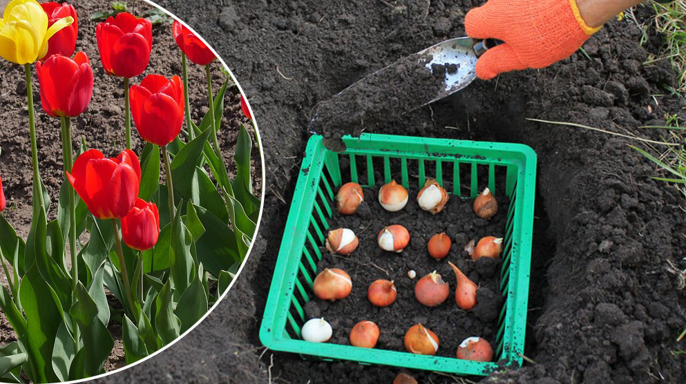 Vorrichtung zum Pflanzen von Tulpen