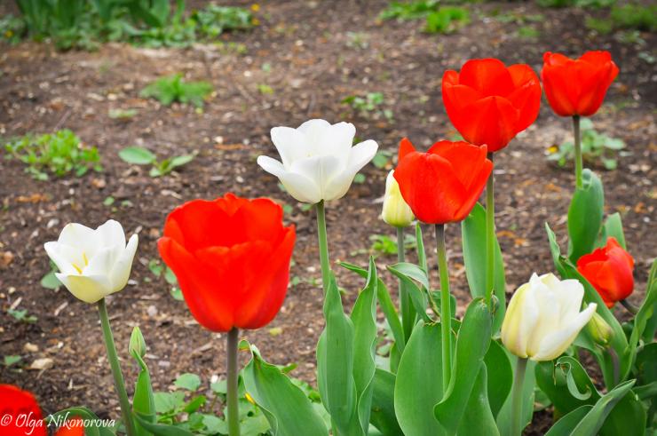 Tulpenpflege nach der Blüte im Freiland
