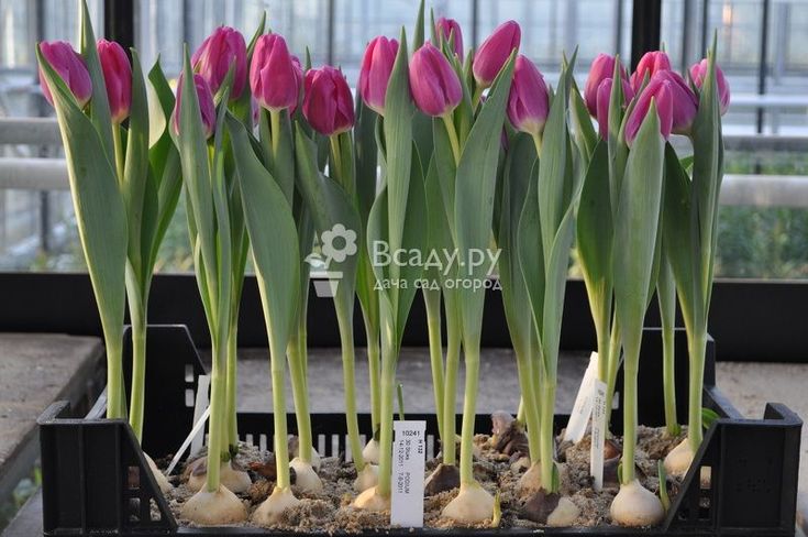 Tulpen in Containern im Freiland