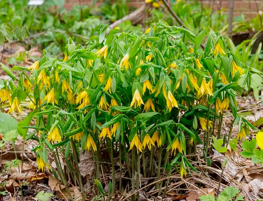 Uvularia grandiflora – Pflanzung und Pflege