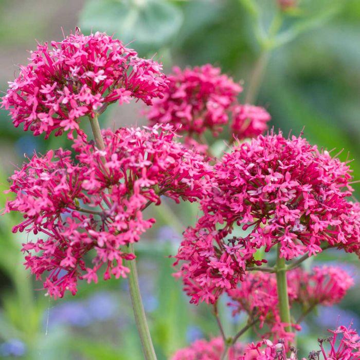 Rote Valeriane: Anzucht aus Samen