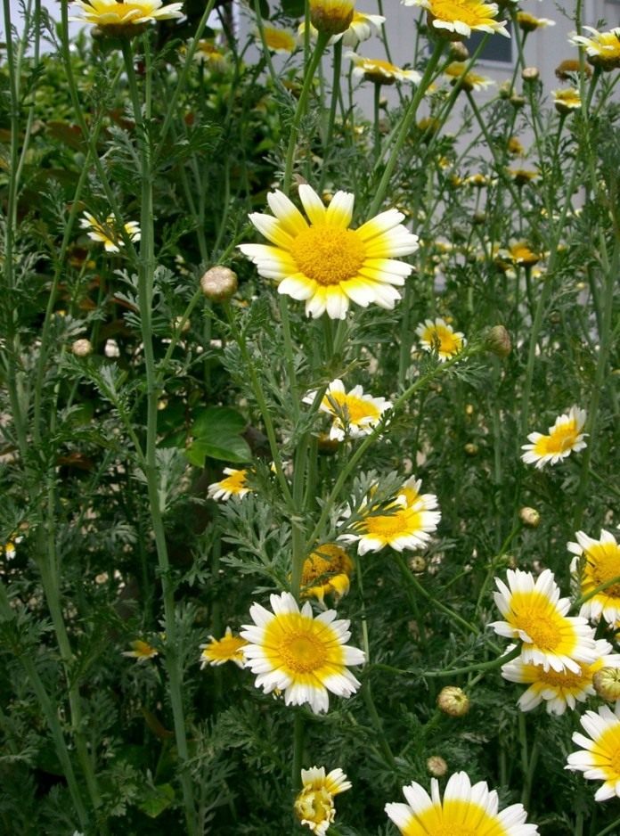 Anbau von Gemüse-Chrysanthemen