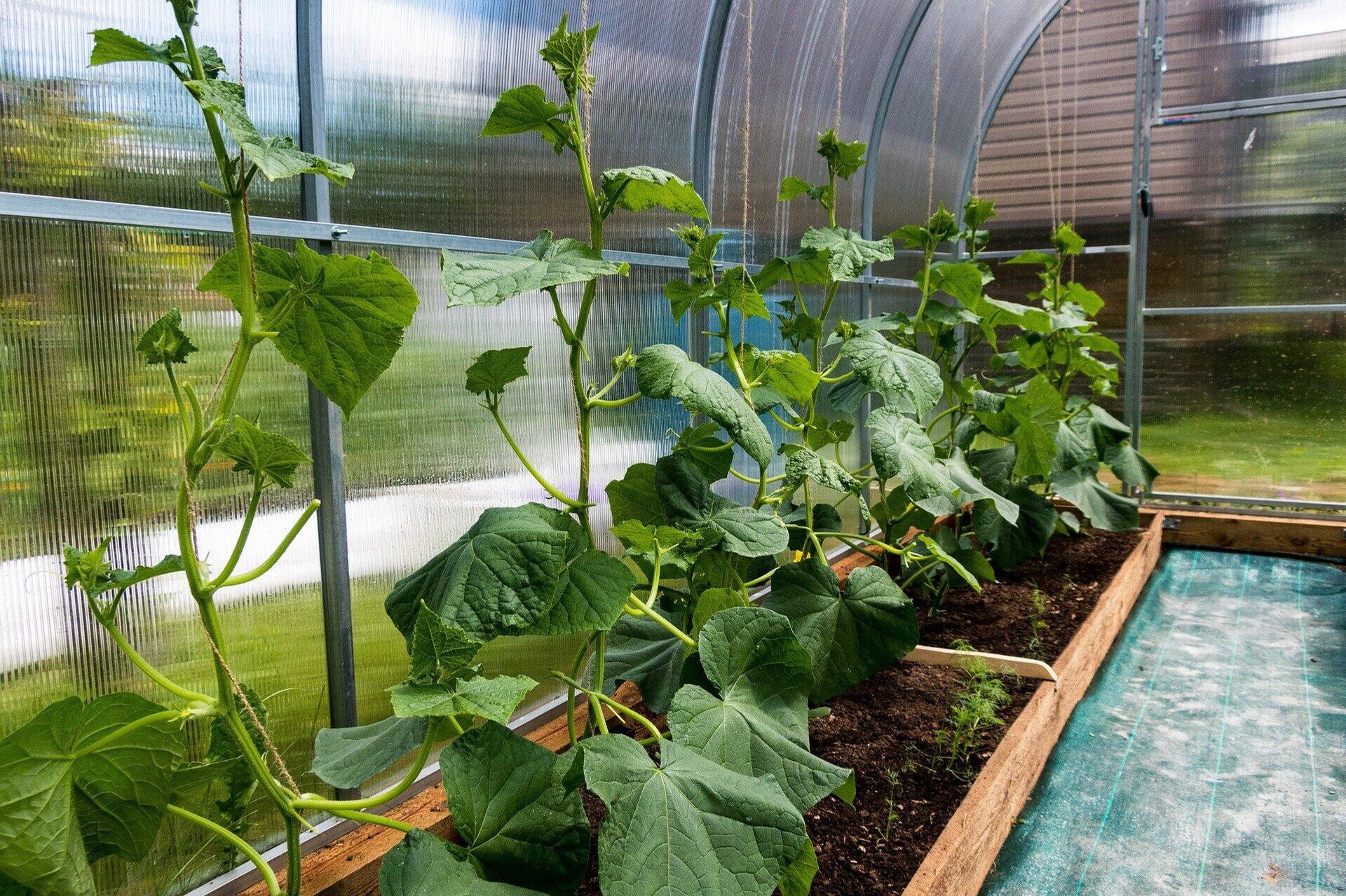 Gurkenanbau: Pflanzen und Pflege im Garten