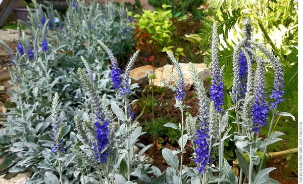 Veronica incana – Pflanzen und Pflege