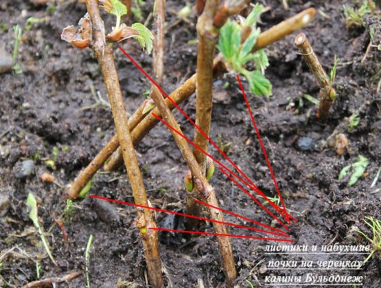 Vermehrung des Schneeballs durch Stecklinge im Frühling