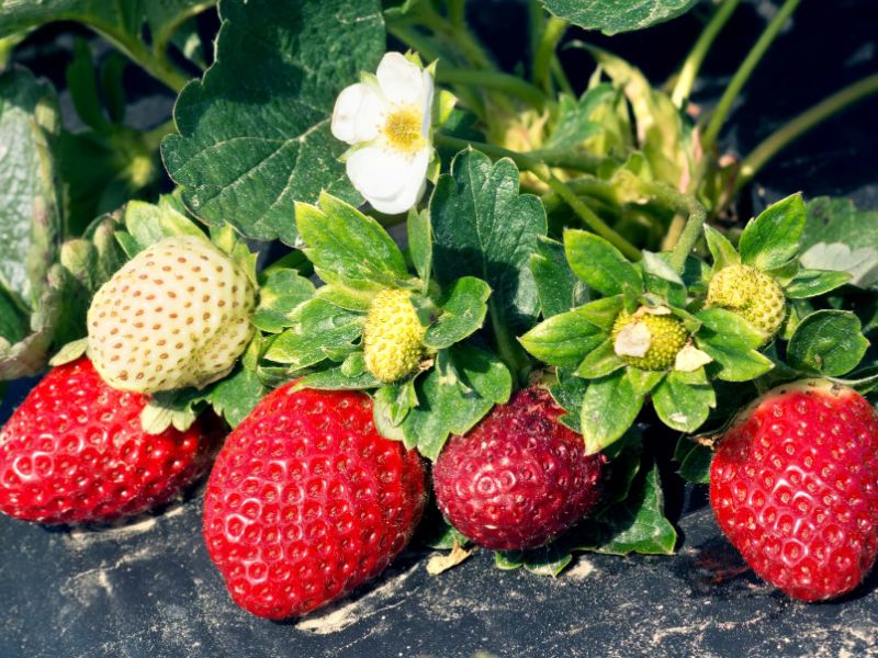 Pflanzung von Viktoria im Frühling